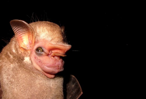Visored Bat