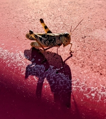 Hippiscus ocelote