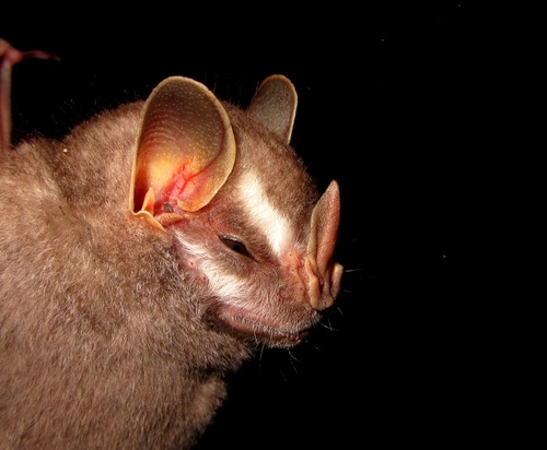 Little Big-eyed Bat