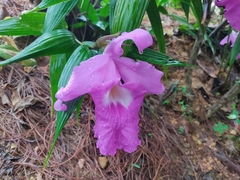 Sobralia macrantha