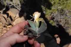 Pleiospilos compactus canus