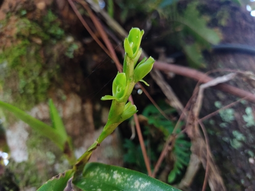 Epidendrum nitens Rchb.f. 3