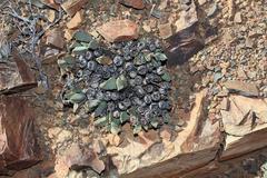 Pleiospilos compactus canus