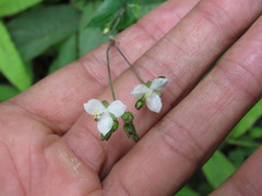 Tripogandra amplexicaulis