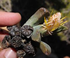 Pleiospilos compactus canus