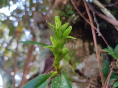 Epidendrum nitens