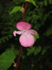 Begonia fusibulba