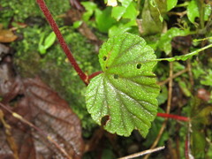 Begonia fusibulba