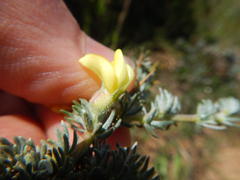 Aspalathus acanthophylla