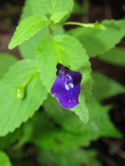 Scutellaria dumetorum