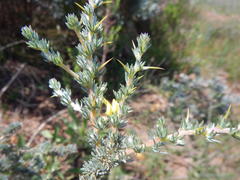 Aspalathus acanthophylla