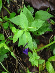 Scutellaria dumetorum