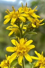Solidago buckleyi