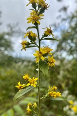 Solidago buckleyi