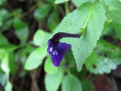 Scutellaria dumetorum
