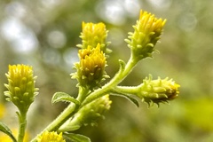 Solidago buckleyi