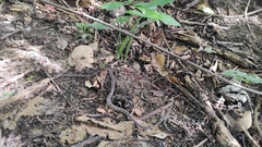Leptodeira frenata