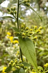 Solidago buckleyi