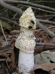 Phallus duplicatus