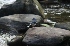 Enicurus schistaceus