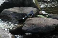 Enicurus schistaceus