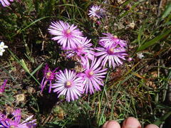 Lampranthus leptaleon