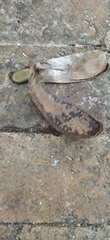 Schizolobium parahyba