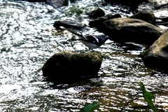 Enicurus schistaceus