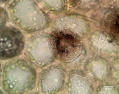 Lichenopeltella alpestris