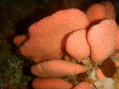 Gynandrocarpa placenta