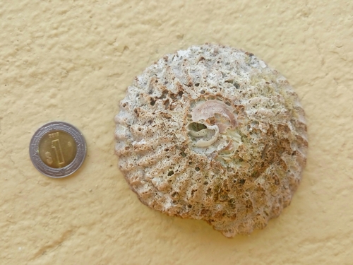 Calyptraea spirata