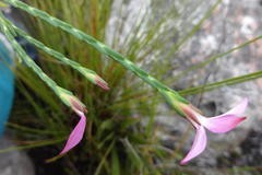 Acmadenia burchellii