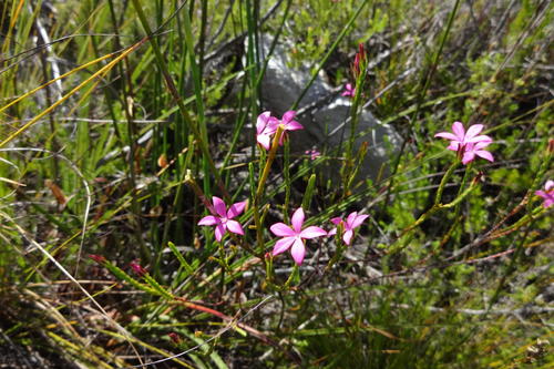 Star Porcelainflower (Acmadenia burchellii)