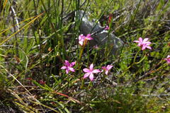 Acmadenia burchellii