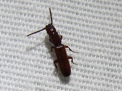 Taphroscelidia linearis
