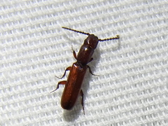 Taphroscelidia linearis