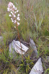 Eulophia barbata