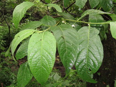 Witheringia mexicana