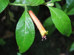 Cuphea watsoniana
