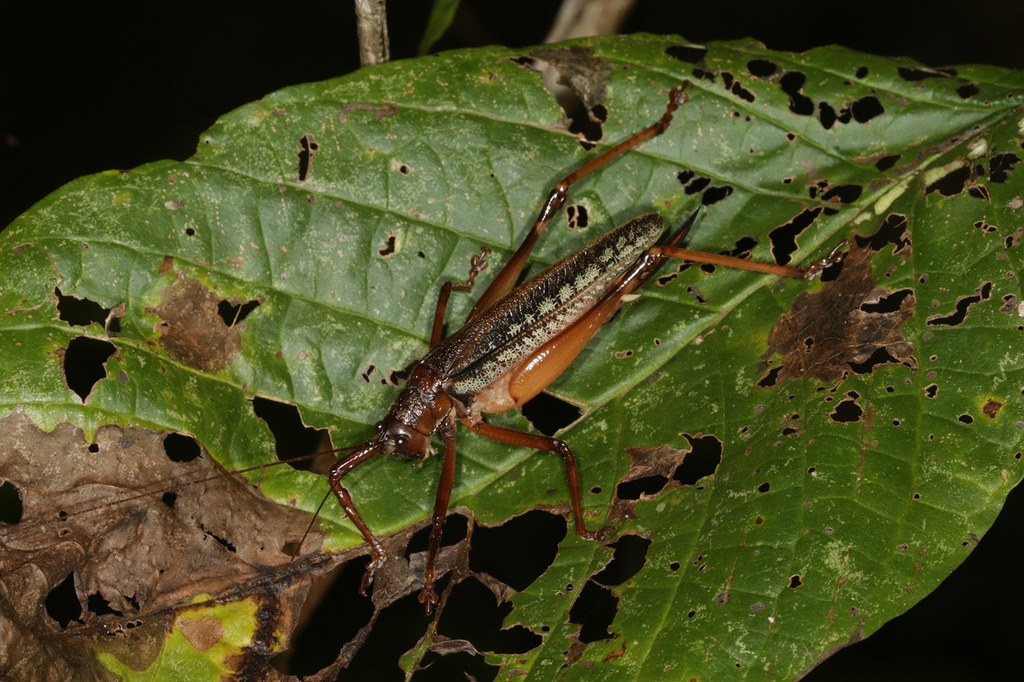 Mystron beieri