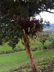 Tillandsia biflora
