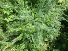 Achillea millefolium