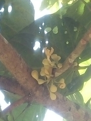 Couroupita guianensis