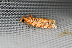 Phaecasiophora niveiguttana