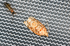 Phaecasiophora niveiguttana