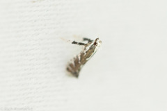 Leucospilapteryx venustella