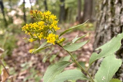 Solidago drummondii