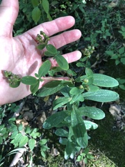 Hypericum sphaerocarpum