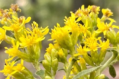 Solidago drummondii