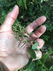 Hypericum sphaerocarpum